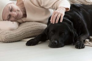 What to do if your Dog Eats Edibles